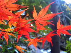 透け紅葉