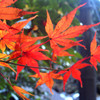 透け紅葉