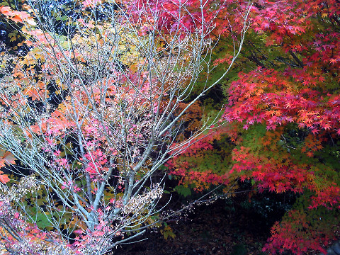 枯木と紅葉