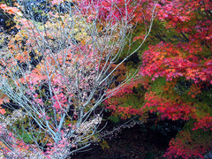 枯木と紅葉
