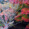 枯木と紅葉
