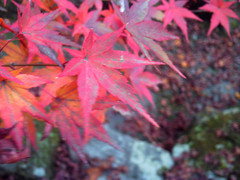 紅葉さん