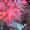 紅葉さん
