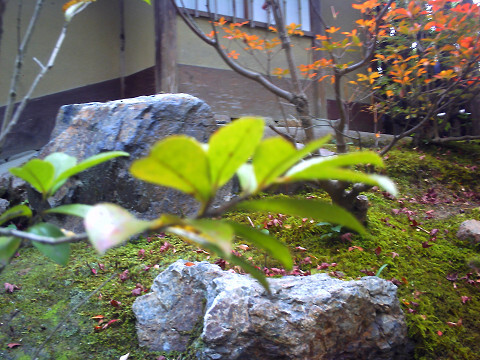 岩と芝生