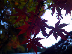 逆光紅葉