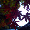 逆光紅葉