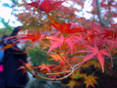 紅葉さんさん