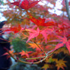 紅葉さんさん
