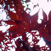 見上げ紅葉
