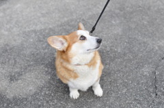 あんこ