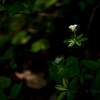 恵山に咲く花