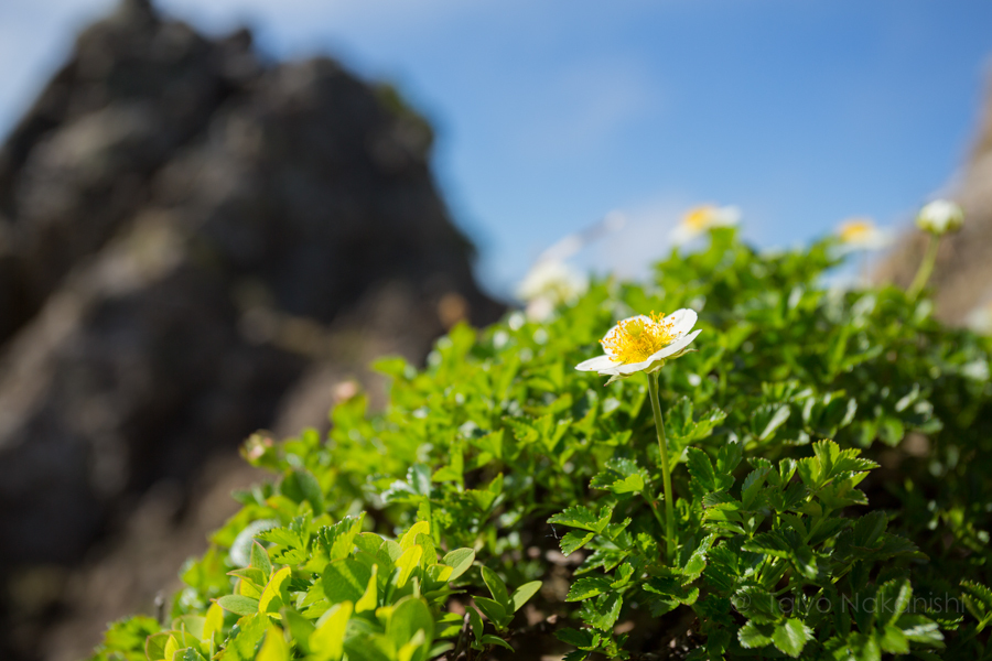 芦別岳に咲くチングルマ