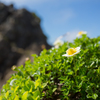 芦別岳に咲くチングルマ