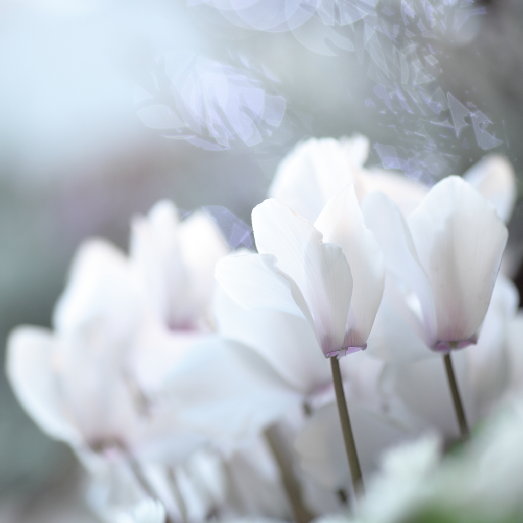 White Angel