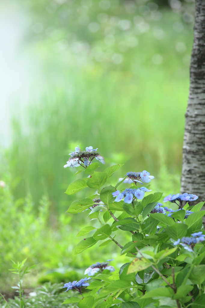 水辺の紫陽花