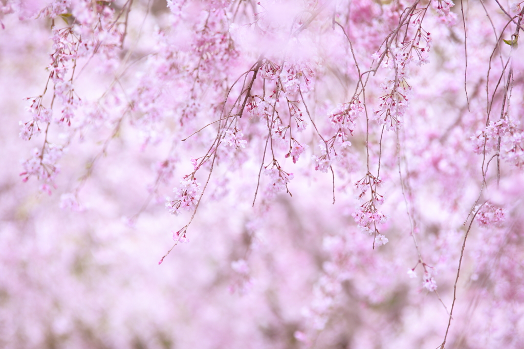 枝垂れＳＡＫＵＲＡ☆☆