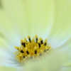 秋彩色々～秋桜～（Ⅰ）