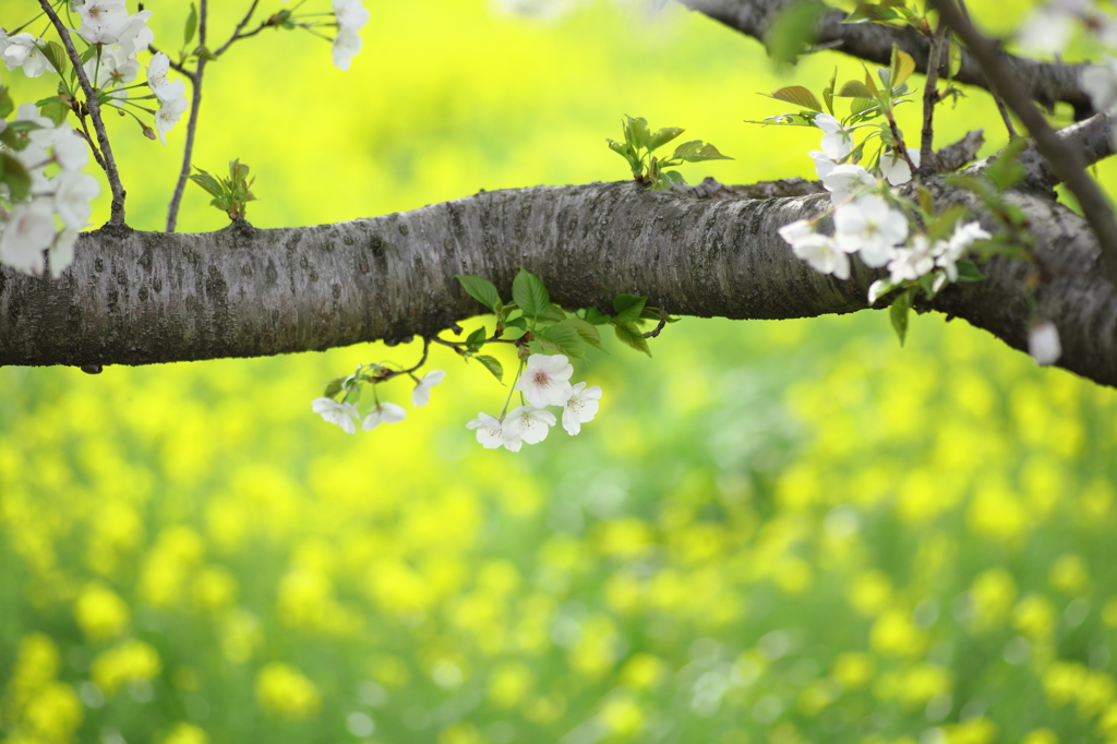 田舎桜と菜の花の情景Ⅱ