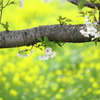 田舎桜と菜の花の情景Ⅱ