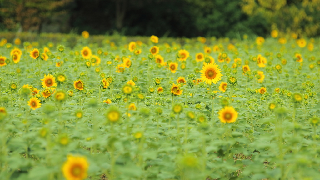 夏の思ひで　～向日葵～
