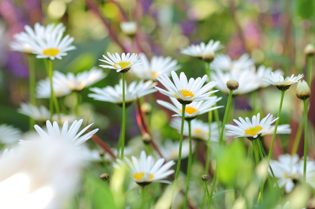 さわやかな花畑