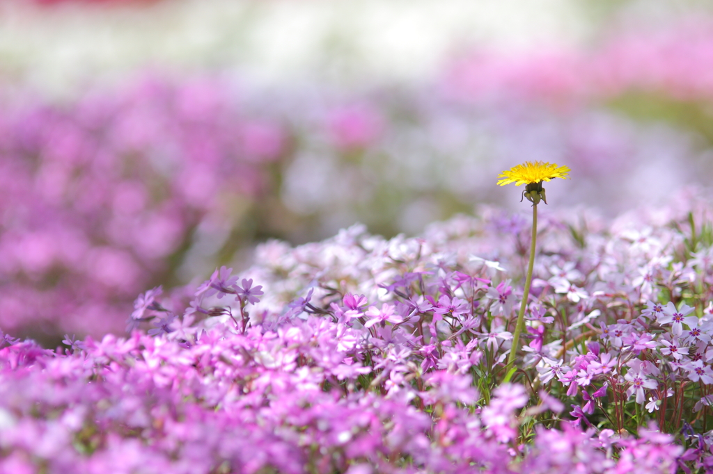 春色「芝桜」