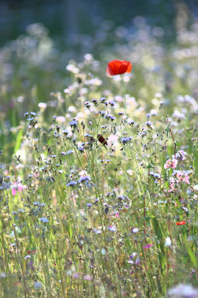 Wild ＦlowersⅡ