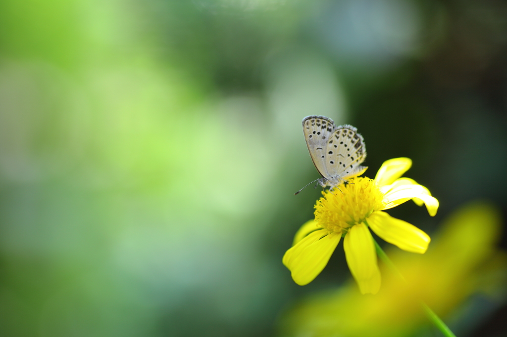 夏花　～いつも一緒に