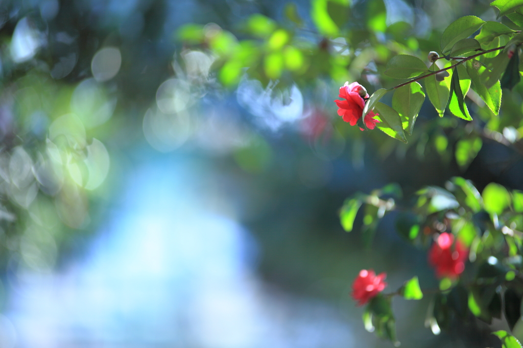 山茶花～水辺に向かう～