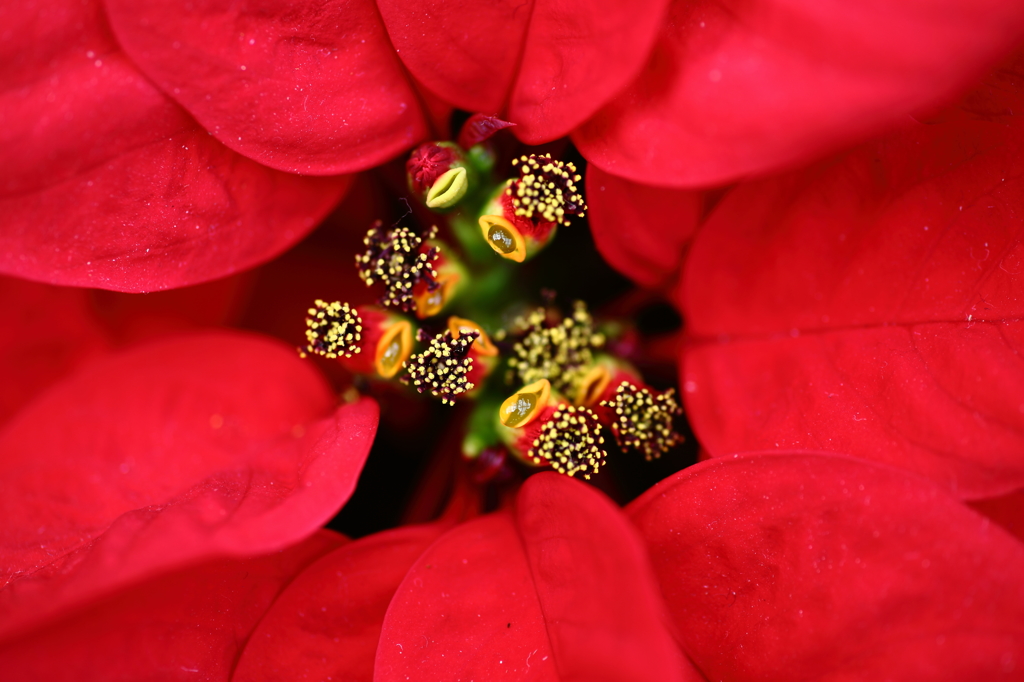 POINSETTIA
