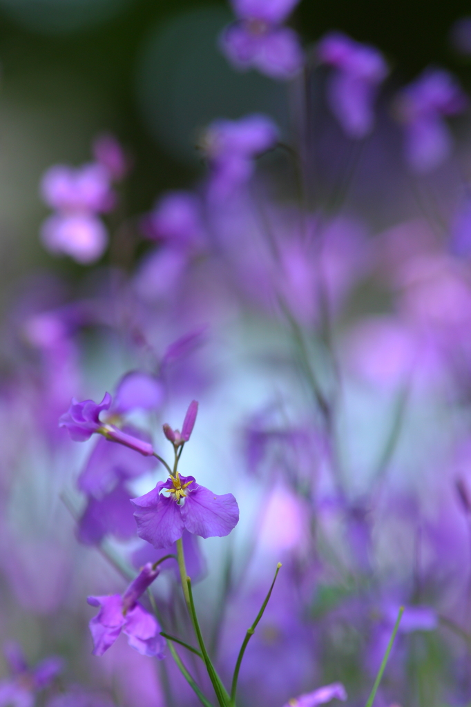 春色「諸葛菜」