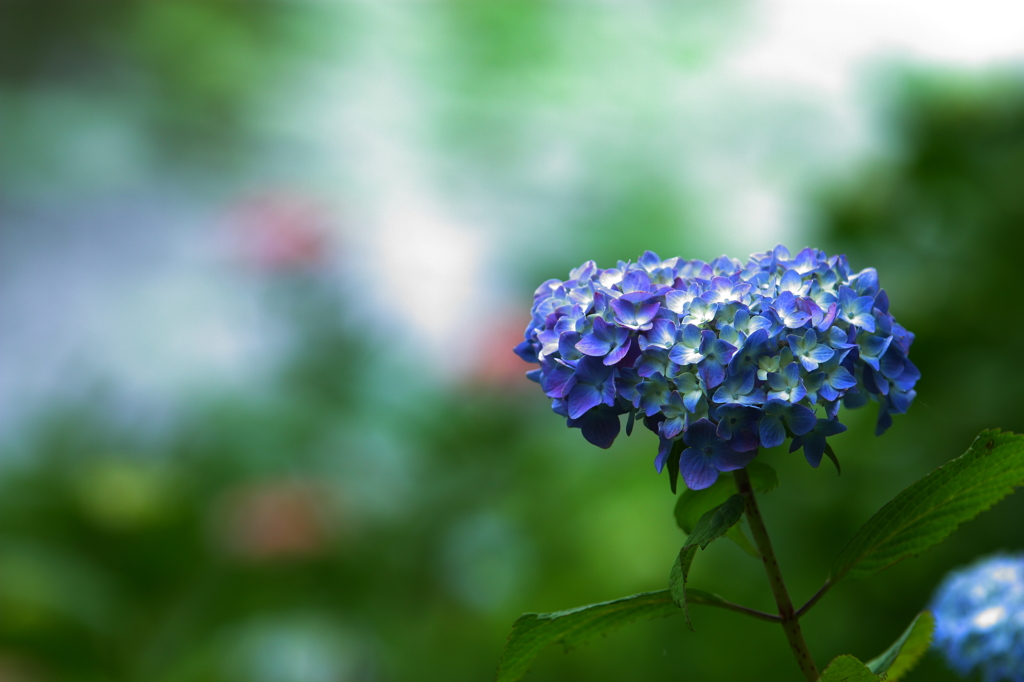 紫陽花