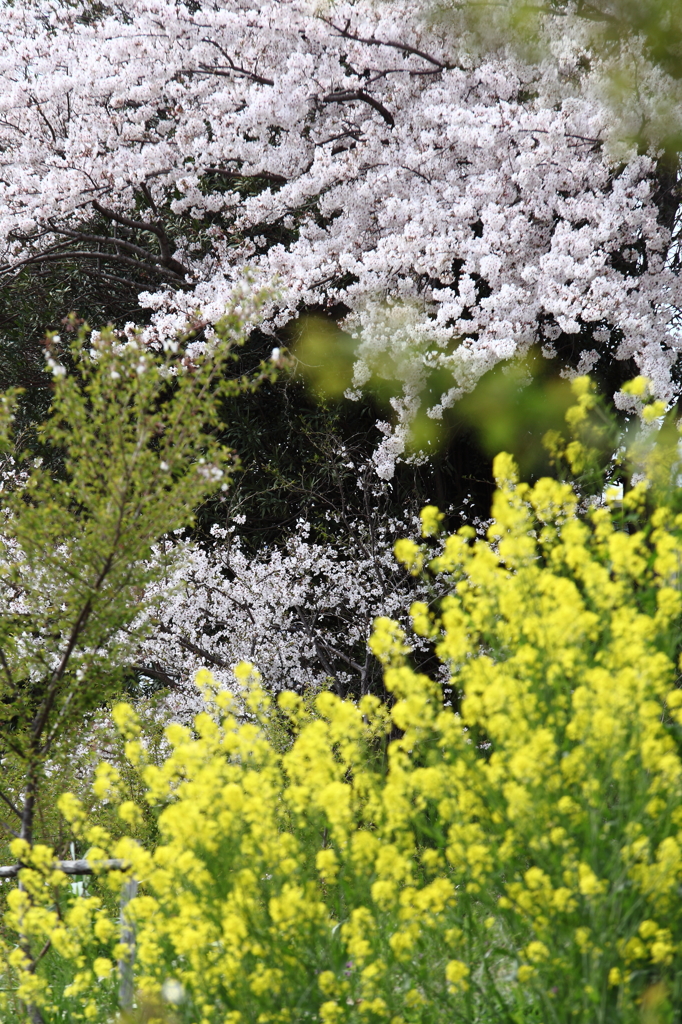 桜浪漫