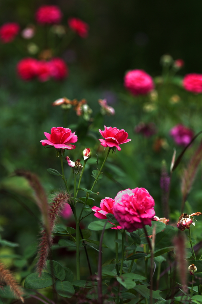 夏の庭 ~薔薇たち~