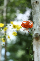 夏の木漏れ日～別バージョン～