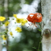 夏の木漏れ日～別バージョン～