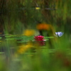 夢の水辺～秋の佇まい～