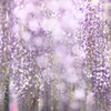輝き～藤棚～
