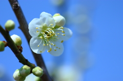 梅晴れ