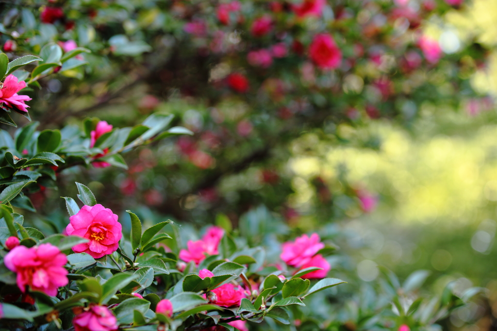 山茶花から