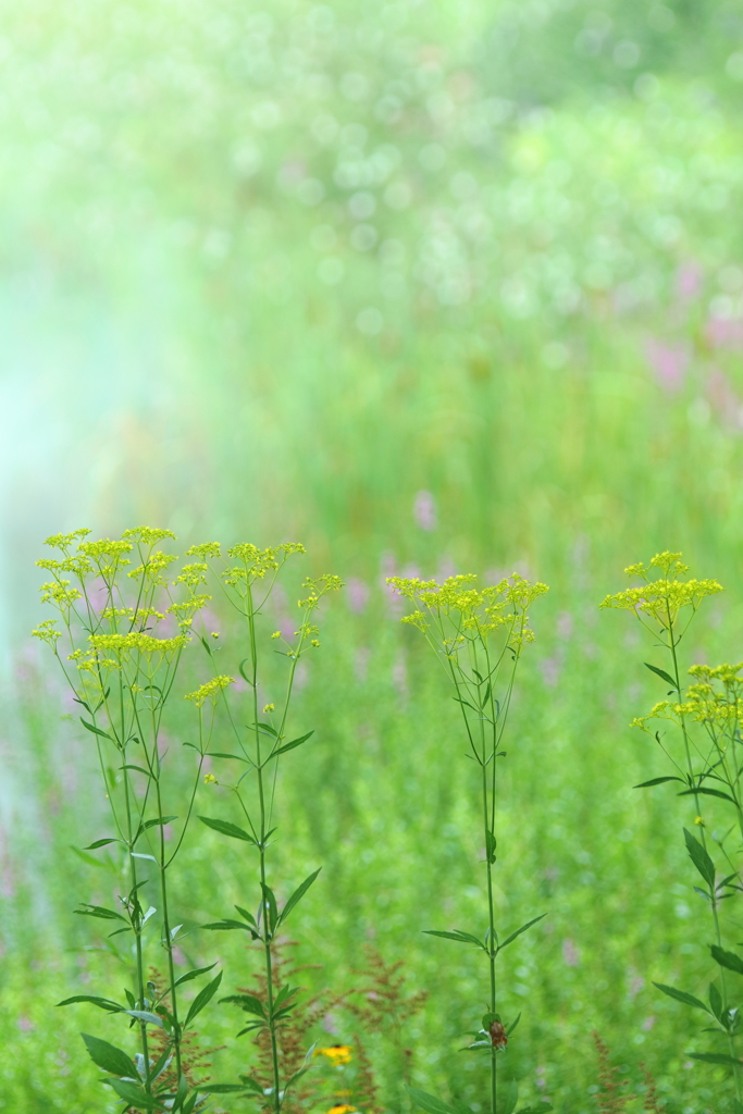 なつ花