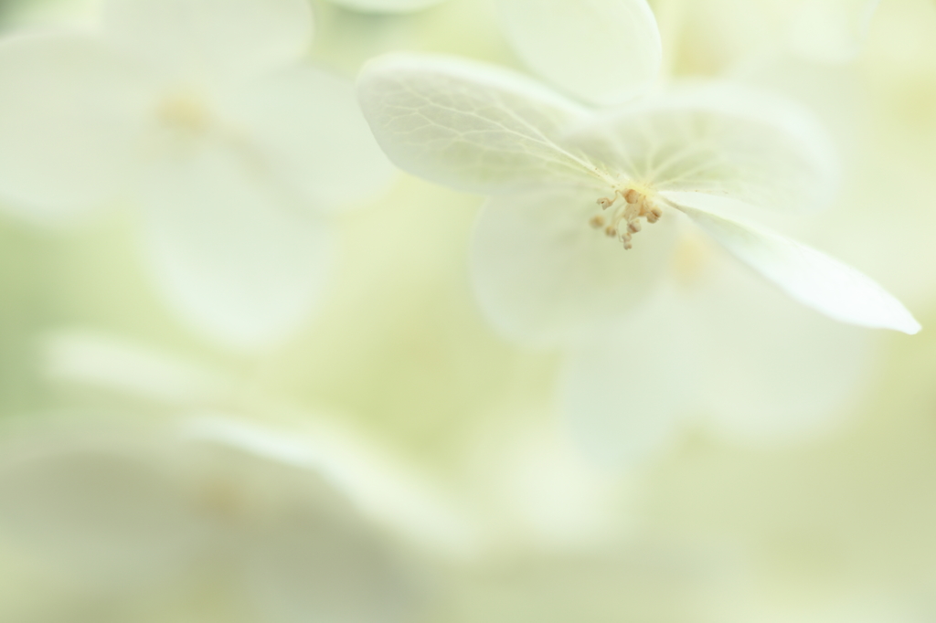 Pｕｒｅ Wｈｉｔｅ