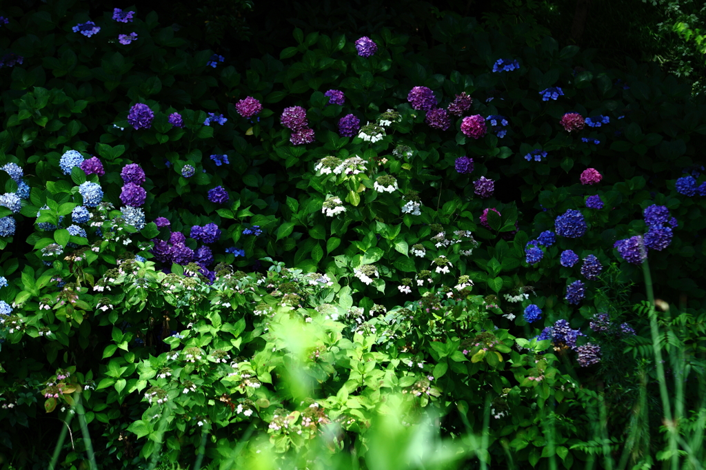 紫陽花　～彩〜