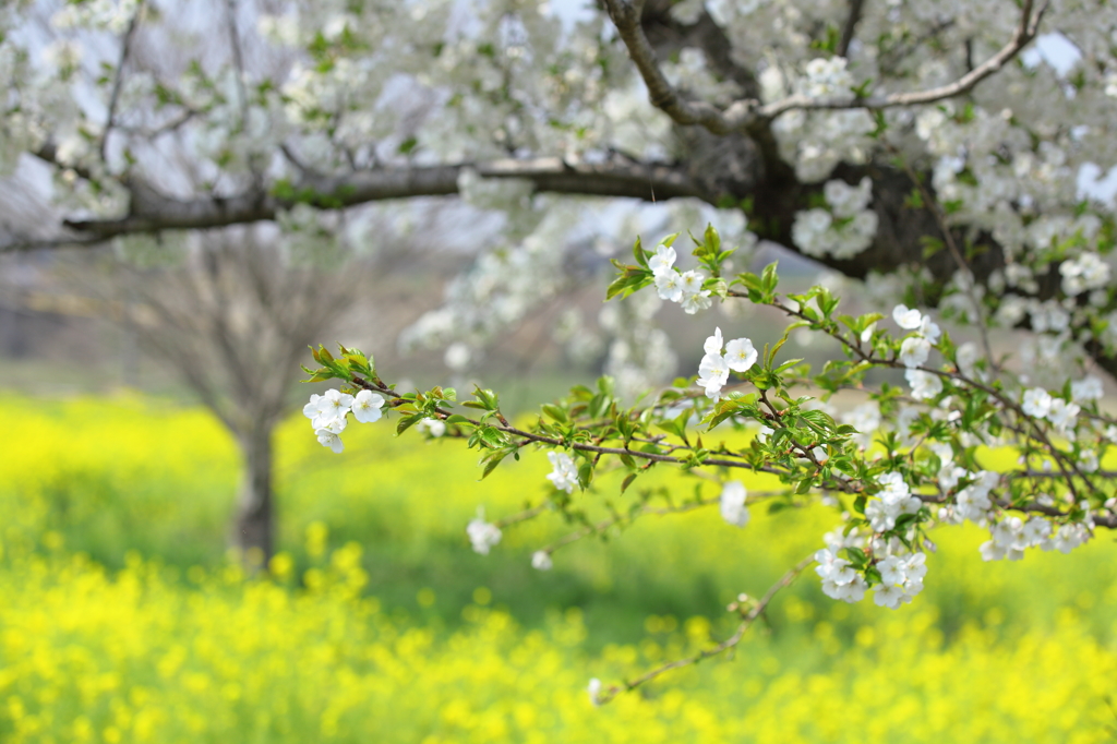 山桜