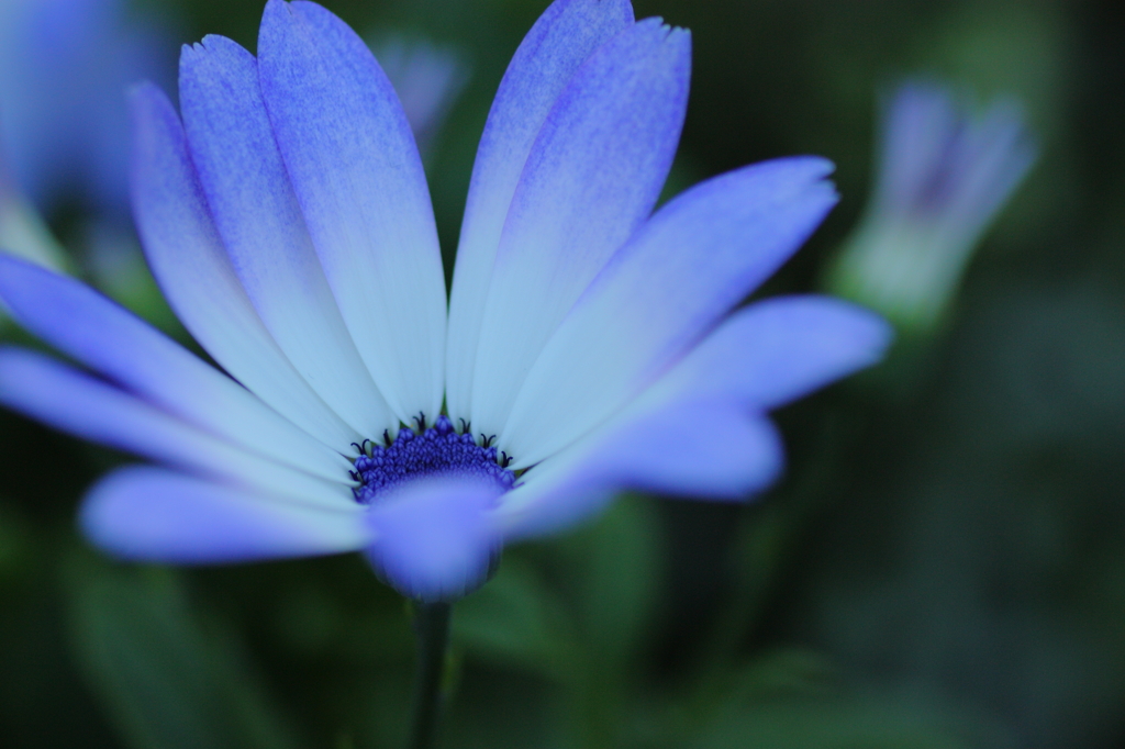 Green and Blue