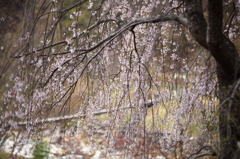 御所の桜