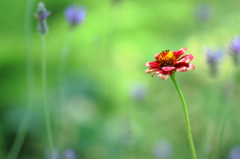 なつ花　一輪