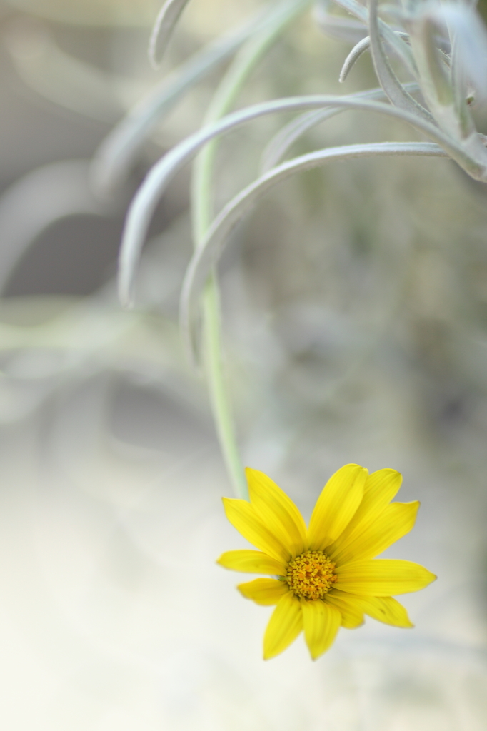 白に黄花