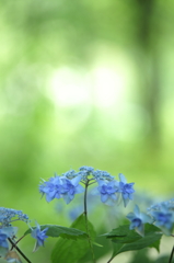 紫陽花色々Ⅲ