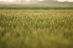 春色「麦畑」